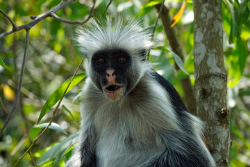 zanzibar colobus monkey (Piliocolobus kirkii)