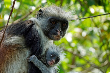 zanzibar colobus monkey (Piliocolobus kirkii)