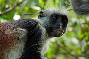 zanzibar colobus monkey (Piliocolobus kirkii)