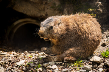 The extremely lively marmots at Wildpark Brienz in Switzerland