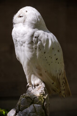 A Rare snowy owl at the Wildpark Brienz in Switzerland