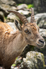 Chamois at the Wildpark Brienz in Switzerland