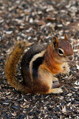 Chipmunk