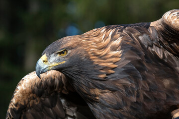 Steinadler