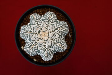 Astrophytum on red background. Still life photography of succulent, Pot of gymnocalycium variegated, succulent pot plant for collection in glass house, free space for text. Park and garden concept