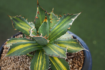 Obraz premium Agave on red background. Still life photography of succulent, Pot of agave variegated, succulent pot plant for collection in glass house, free space for text. Park and garden concept