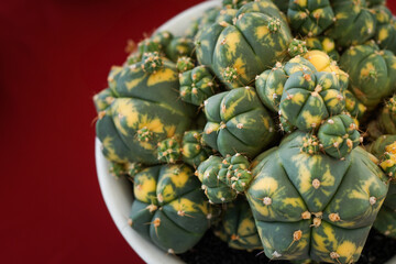 Gymnocalycium on red background. Still life photography of succulent, Pot of gymnocalycium variegated, succulent pot plant for collection in glass house, free space for text. Park and garden concept