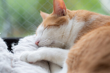 窓辺で眠る猫　茶トラ白