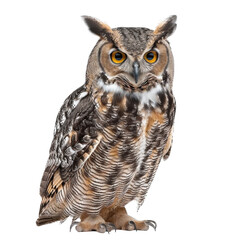Obraz premium owl looking isolated on white.