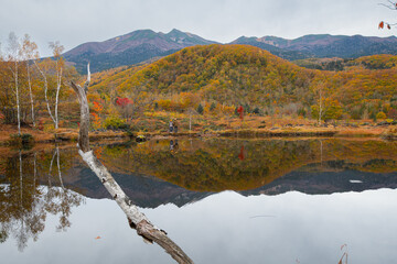 乗鞍岳が映り込む美しい池の紅葉　乗鞍高原