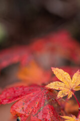 オレンジ色と赤色のモミジの葉