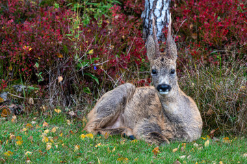 Roe deer in garden Motala Sweden October 2024