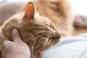 可愛い猫を撫でる飼い主　茶トラ猫