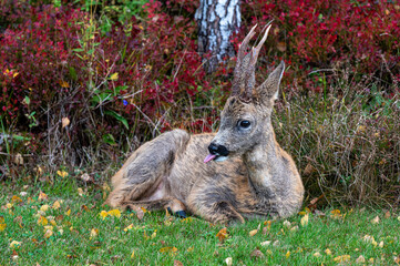 Roe deer in garden Motala Sweden October 2024