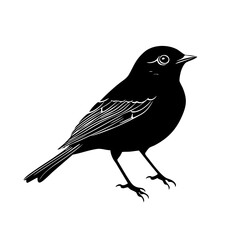 Obraz premium robin bird line art