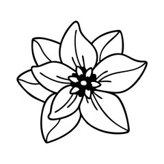 Fototapeta premium jasmine flower vector icon, vector flower illustration, flower icon - simple vector illustration of a jasmine flower, ideal for floral designs, botanical art, and nature-themed projects..