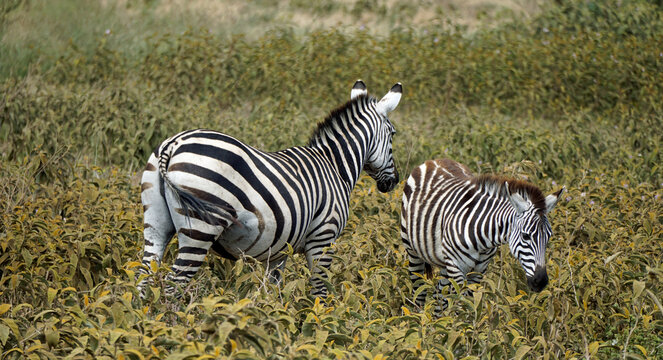 zebra in the serengeti park