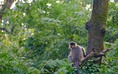 A Capped Langur at Manas Tiger Reserve in Assam, India