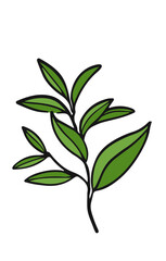 Green tea leaves. Hand drawn illustration of branch.