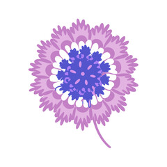 scabiosa flower vector icon, vector flower illustration, flower icon - simple vector illustration of a scabiosa flower, ideal for floral designs, botanical art, and nature-themed projects..