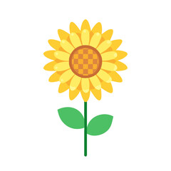 sunflower  vector icon, vector flower illustration, flower icon - simple vector illustration of a sunflower , ideal for floral designs, botanical art, and nature-themed projects..