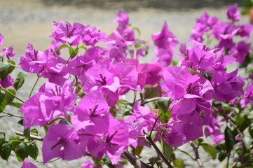 pink flowers in the garden