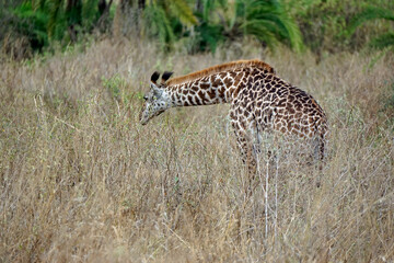 giraffe in the serengeti park