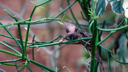 colorful chameleon on zanzibar island