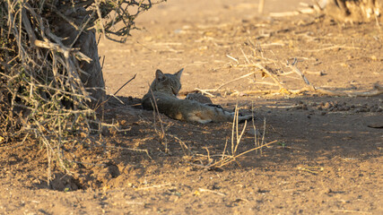 an African wild cat taking a nap midday