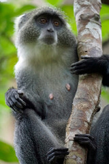 vervet monkey on zanzibar island