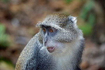 vervet monkey on zanzibar island