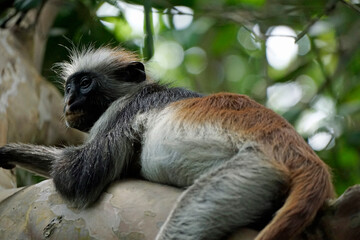 zanzibar colobus monkey (Piliocolobus kirkii)