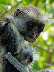 zanzibar colobus monkey (Piliocolobus kirkii)