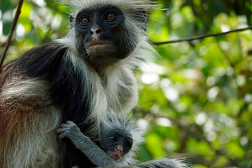 zanzibar colobus monkey (Piliocolobus kirkii)
