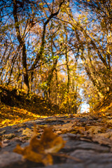 Stone path in the autumn park