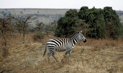 zebra in the serengeti park