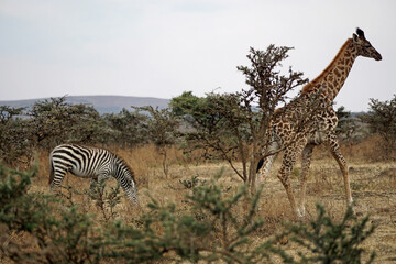 giraffe in the serengeti park