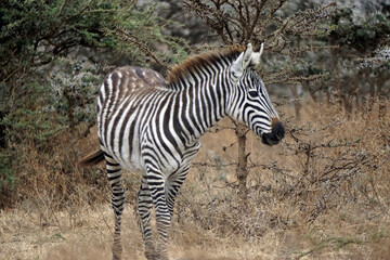 Fototapeta premium zebra in the serengeti park