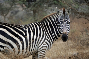 Naklejka premium zebra in the serengeti park