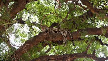 a leopard in a green tree
