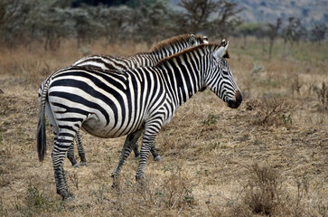 Obraz premium zebra in the serengeti park