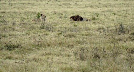 male and female lion lying in the savanna gras