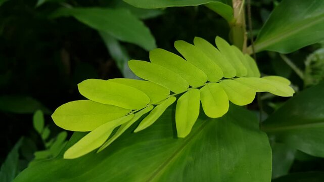 close up of green leaves (phyllanthus urinaria plant, brus cantoniensis, saga creeper, abrus precatorius, bhumi amla, chanca piedra, stonebreaker, seed under leaves, gale of the wind, bahupatra).