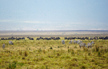 Fototapeta premium herd of zebras and wildebeast in the serengeti