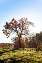 Fototapeta premium Autumn tree in the park. Trees in the autumn forest
