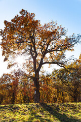 Autumn tree in the park. Trees in the autumn forest