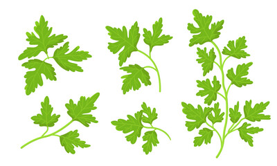 Vector illustration of parsley isolated on white background. Fresh Herbs Image. Universal icons for food and nature design.