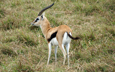 thomsons gazelle in the serengeti