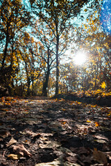 Forest landscape in autumn. The sun shines in from the side. The side light falls on a small tree in autumn leaves