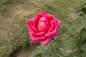 Close-up of a beautiful pink rose flower with green leaves bloom in the garden